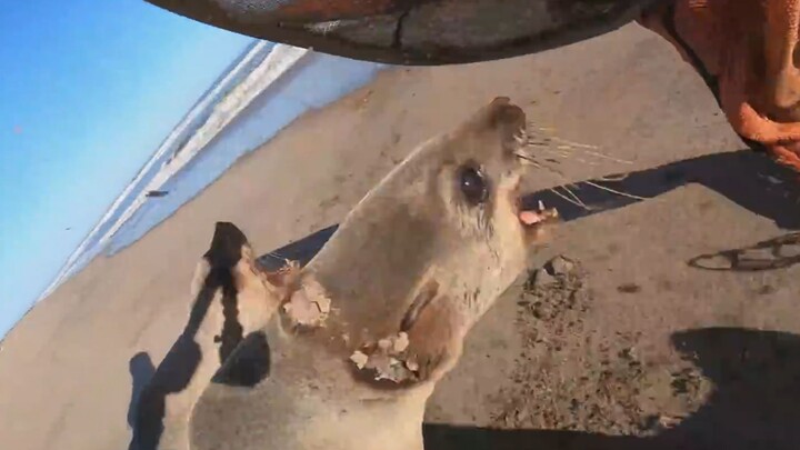 Sư tử biển bị siết chặt nghiêm trọng cố gắng phản kháng quyết liệt trong quá trình được giải cứu [Độ