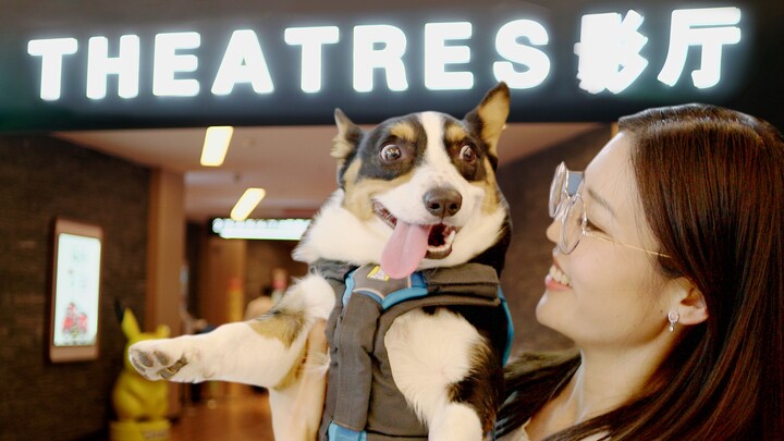 พาโคกี้ 60 ตัวมาเช่าโรงหนังทั้งโรงดูหนัง นี่มันงานสุดฟินอะไรกันเนี่ย? 【ดูบี้ขาสั้น】