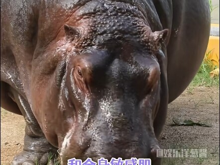 Một loài hải cẩu tiến hóa phổi khủng như sấm sét để nín thở, một con hà mã chẳng sống được trên cạn 