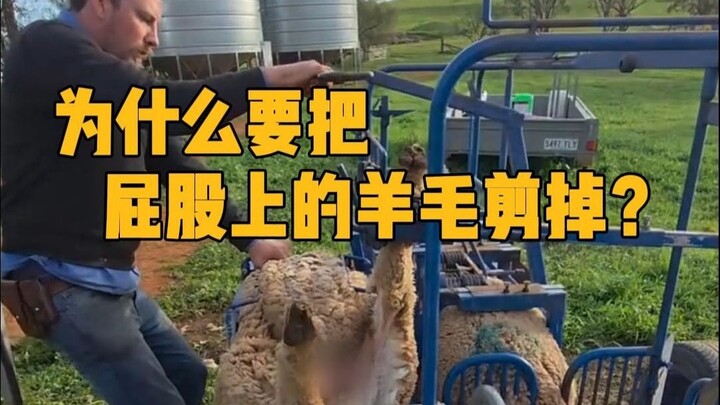 ทำไมต้องตัดขนแกะที่ก้น? #ความรู้ทั่วไป #คลายเครียด #ตัดขนแกะ #ได้ความรู้ใหม่