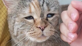 The cat got old before it had time to eat.