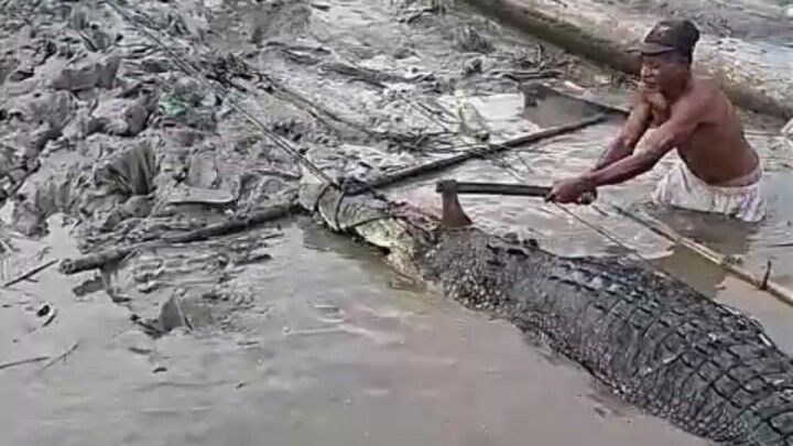 Nam giới Papua hôm nay dùng rìu chém chết cá sấu cửa sông khổng lồ