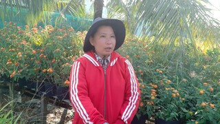 Lợi thế trồng cây hoa giấy trên cành cao