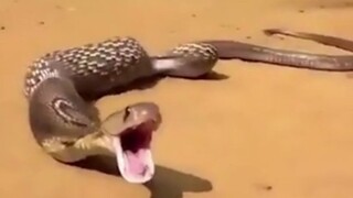 عواقب سرقة الثعبان للبيض!
