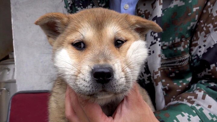 Sang juru foto: Dulu ada banyak sekali anjing di sini, sebagian besar sudah saya berikan kepada oran