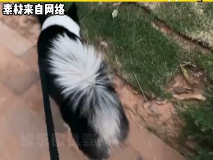 What’s it like to tire out your dog on a walk? Cute Pets: Dogs