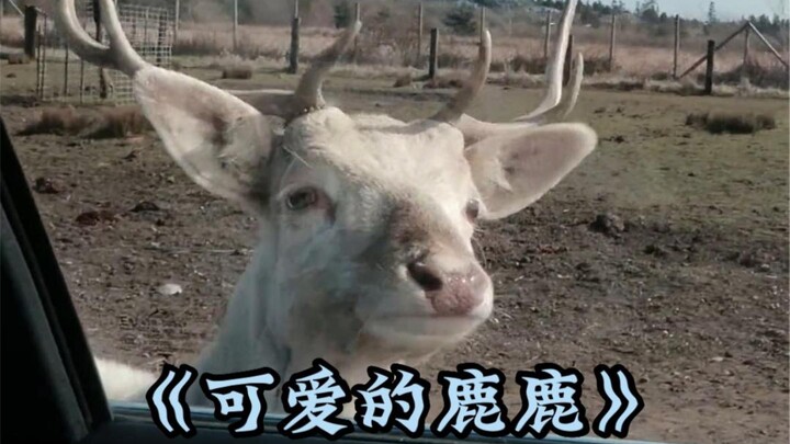I finally get why there are more players who pick Princess Yao than those who pick Bull Demon King—n