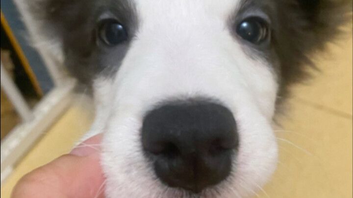 Saying bad things about the dog while it’s not around