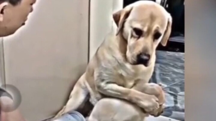 Meski sang induk anjing tampak murung, aku malah tertawa dari awal hingga akhir—sungguh tak seharusn