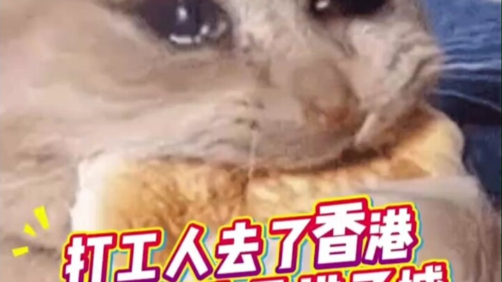 เหล่ามนุษย์เงินเดือนจากจีนแผ่นดินใหญ่บุกฮ่องกง ฉันถึงกับทนไม่ไหวแล้ว!