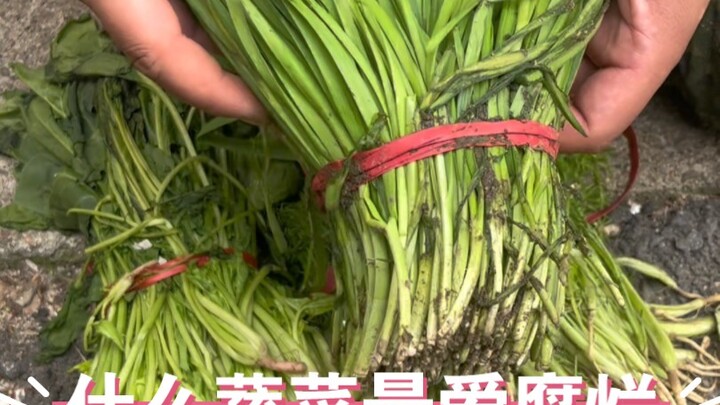 东北早市土豆哥揭秘：夏天那些蔬菜不能买，避免踩坑，让你一次买到新鲜耐储存的青菜！