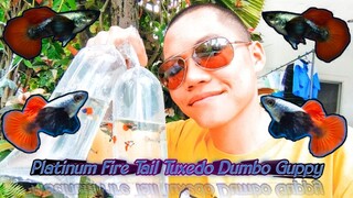 I Just Bought 15 Platinum Fire Tail Tuxedo Dumbo Guppies