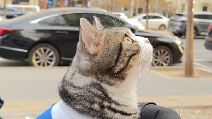 من منا لا يحب أن يخرج مع هرّ صغير يرافقه؟