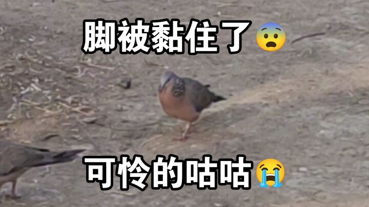 Lông bồ công anh sao lại xấu xa đến thế 😭 Lông bồ công anh sao lại xấu xa đến thế 😭