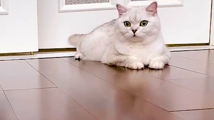 ตอนนี้ลูกแมวเรียนรู้ "ศิลปะแห่งสงคราม" แล้วหรือยัง?