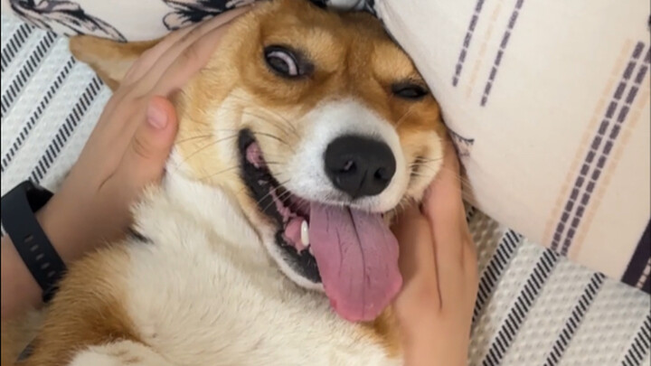 A Middle School Student Cured My Dog’s Holiday Hyperactivity