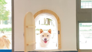 صنع باب صغير خصيصًا للكلب