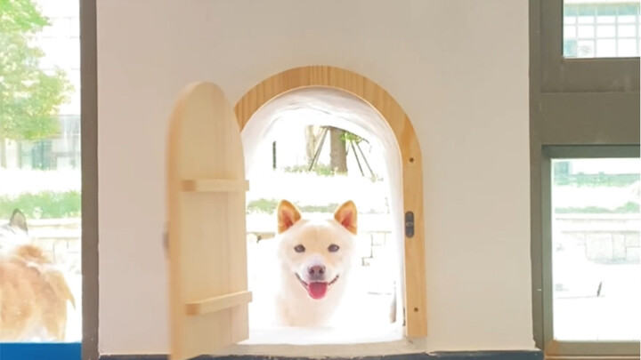 给狗子量身定做个小门