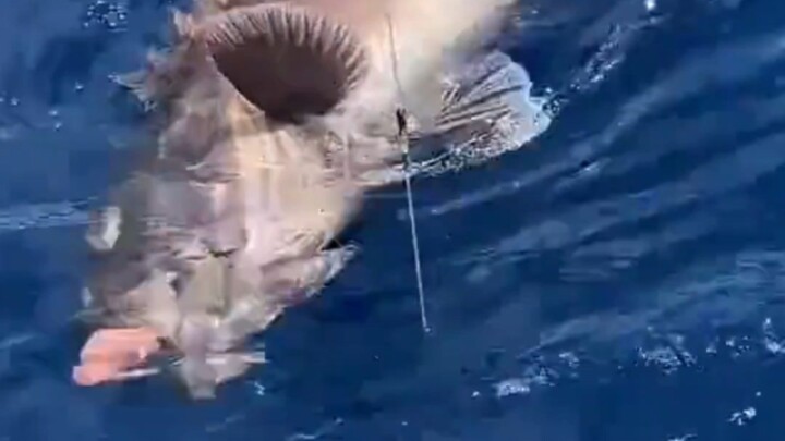 Rising too fast, deep-sea fish explode