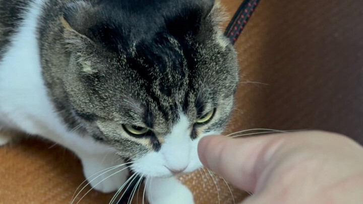 Slapping the butt—slap after slap—and it finally gets angry!