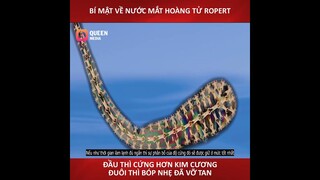 bí mật về nước mắt hoàng tử ROPERT ,cứng hơn kim cương đuôi thì bóp nhẹ đã vỡ tan