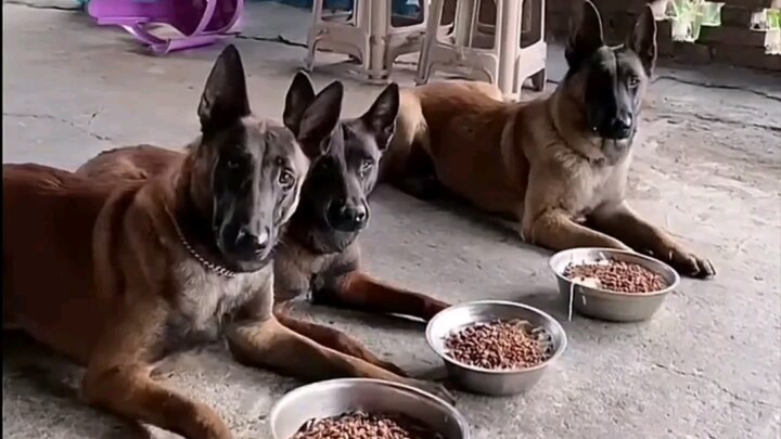 "اللص قادم؟ لا تصرخ إلا بعد العد إلى 3!"