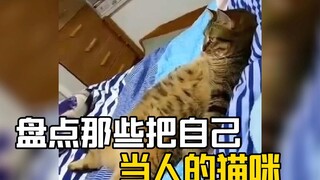 “Beberapa kucing sudah menganggap diri mereka sebagai manusia!” #kucing #kucing #makhlukkucing