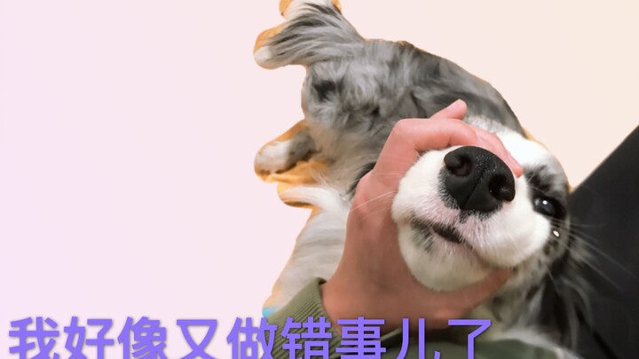 They say Border Collies are the smartest dogs—after seeing how this one apologizes, I’m starting to 