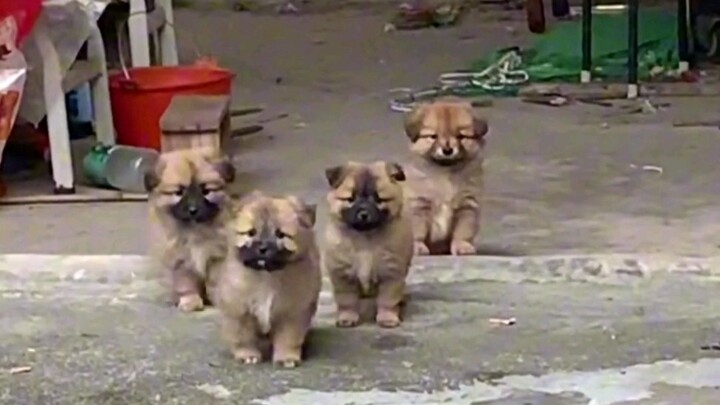 Little mutts are just the cutest!!!