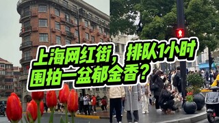 上海网红街，排队1小时围拍一盆郁金香，人均“照骗犯”？