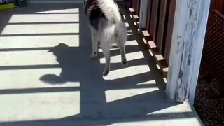 บ้านกำลังปรับปรุง แต่เจ้าของไม่ให้ฮัสกี้เข้าบ้าน ดูสิว่ามันโมโหขนาดไหน!