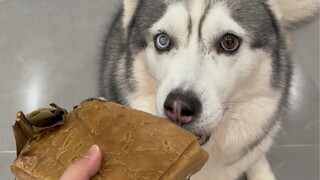 Tôi và con cún tâm đầu ý hợp, nó chơi trò đấu trí với tôi