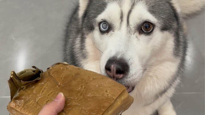 قلبي مرتبط بكلبي، وهو يلعب معي بذكائه