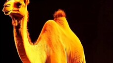 Viral unta emas #viral
