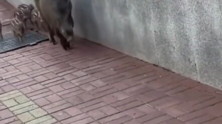 Seperti senior lama di Universitas Teknologi Nanjing.