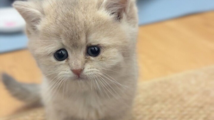 Sepertinya aku baru saja membeli kucing mingguan.