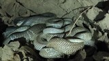 Truy Tìm Đấu Vết Phát Hiện Hang Ổ Loài Rắn Độc Nhất Việt Nam | King cobra