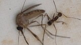 Pertarungan nyamuk vs semut- dunia hewan