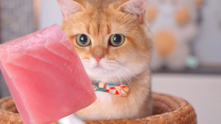 น้องแมวกินไอศกรีมแท่งทูน่า ให้ฟีลซัมเมอร์สุดๆ~