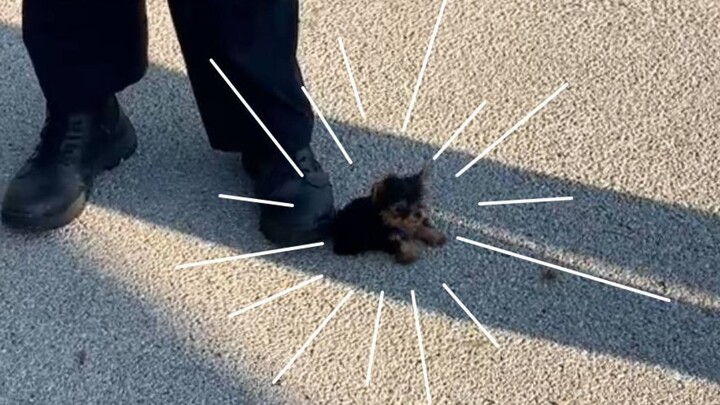 ลูกสุนัขตำรวจเพิ่งมารายงานตัวที่สถานี แบบนี้ก็คือแรงงานเด็กชัดๆ!