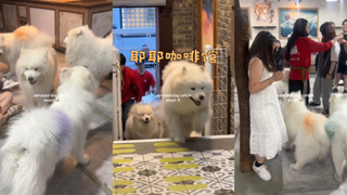 首尔的萨摩耶狗狗咖啡馆