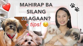 PAANO MAG ALAGA NG ADULT SHIH TZU? PLUS TIPS! | Princess Pagaduan