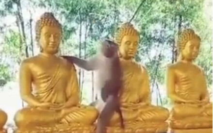 "Difficulty 82" Douban 8.3