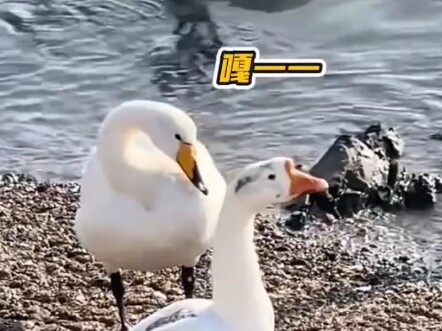 ฝันหงส์ของตัวใหญ่เสมอ