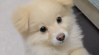 关于花20块钱买的哼唧小狗