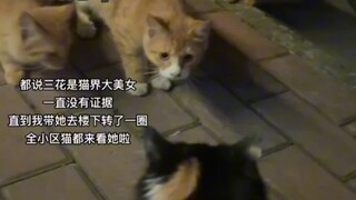 The calico cat is indeed a beauty