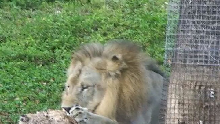 cute animals montage 40 sec