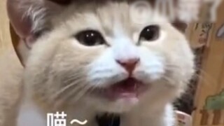 มันตื่นตระหนก มันตื่นตระหนก นิสัยแข็งแกร่งของลูกแมวถูกเปิดเผย