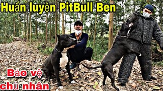 Huấn Luyện Vua chó PitBull Bảo Vệ Chủ Nhân Trước mọi Nguy Hiểm | Săn Bắt Ẩm Thực Vùng Cao