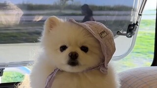 为了狗狗我所放弃的东西，你们同意吗？